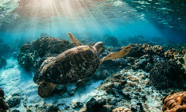 Tortoise in Apo Island