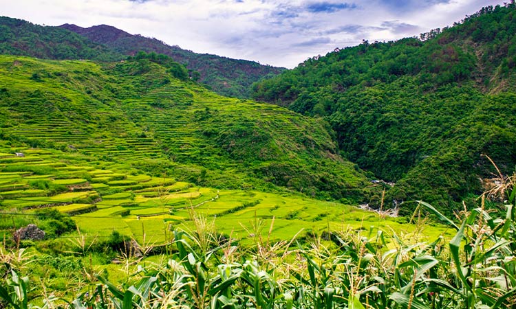 Summer Trip - Rice terraces Sagada