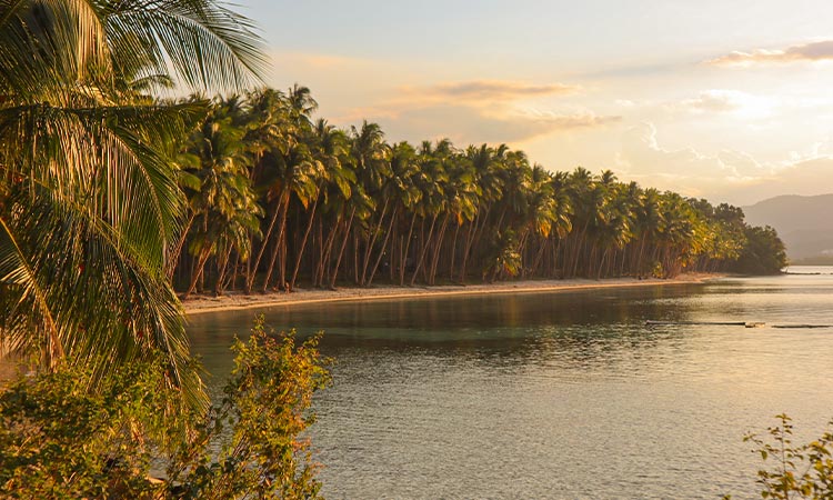 Coconut Beach in Port-Barton Palawan