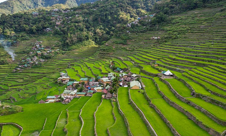  Batad banaue rice terraces fields