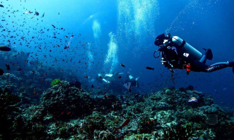 Five Diving Spots in the Philippines