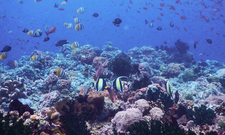 Five Diving Spots in the Philippines Fish