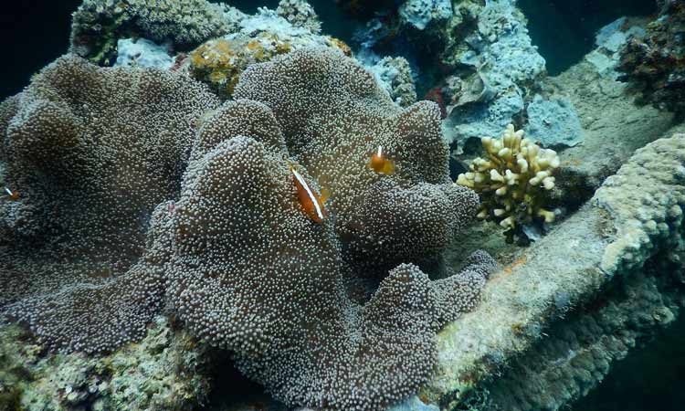 Five Diving Spots in the Philippines Lusong Coral