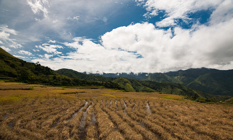 Rice terraces