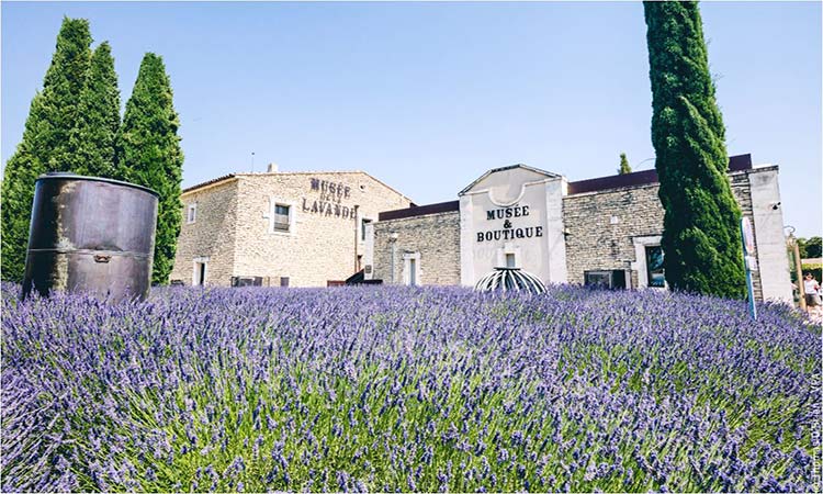 The Museum of Lavender - Provence