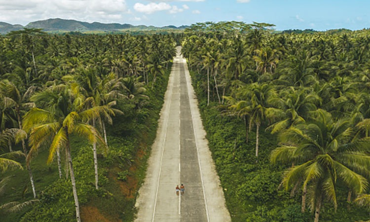 Palm Tree Road