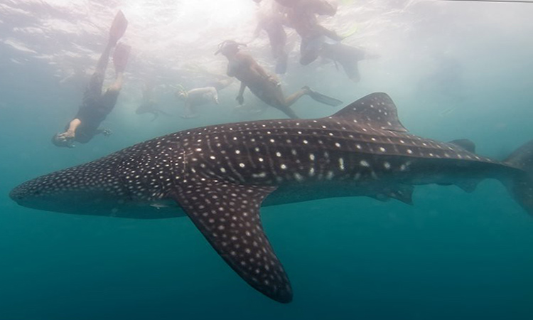 Tourist Attraction in Sorsogon - Whale Shark