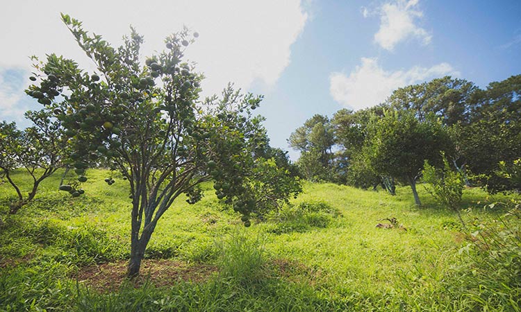 Sagada Mountain Province Tourist Spots