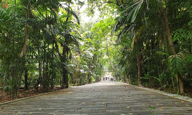 Arroceros Forest Park | Free things to do in Metro Manila